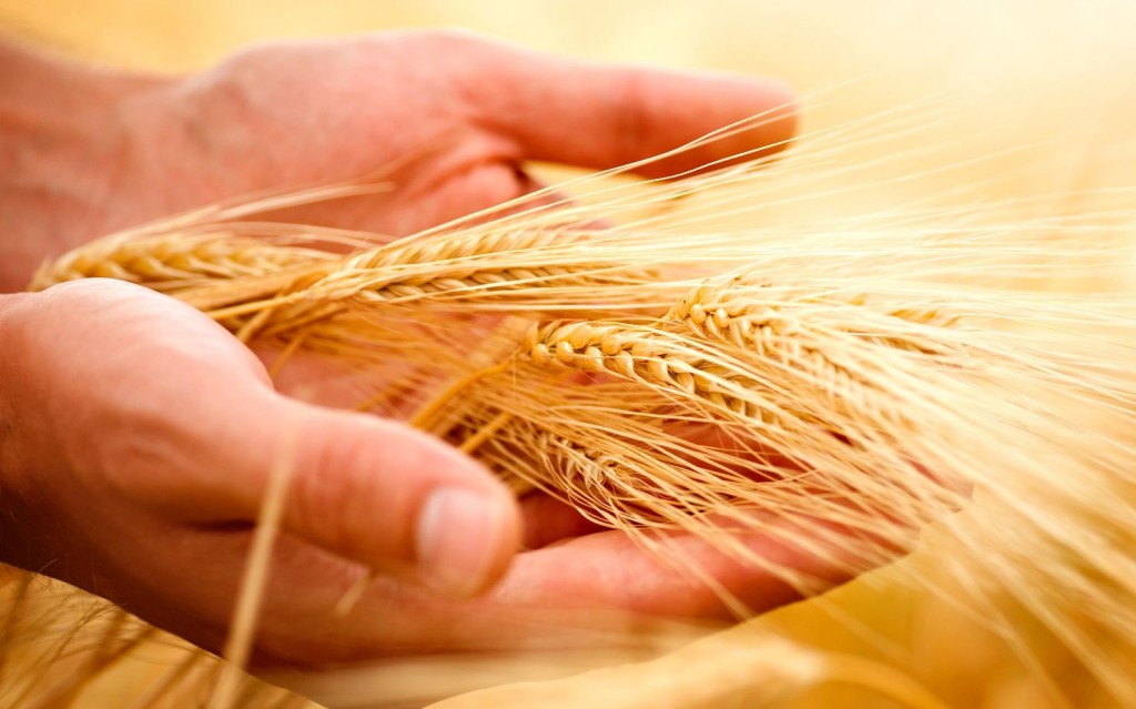 Why-Wheat-Even-Whole-Wheat-May-Be-Making-You-Sick